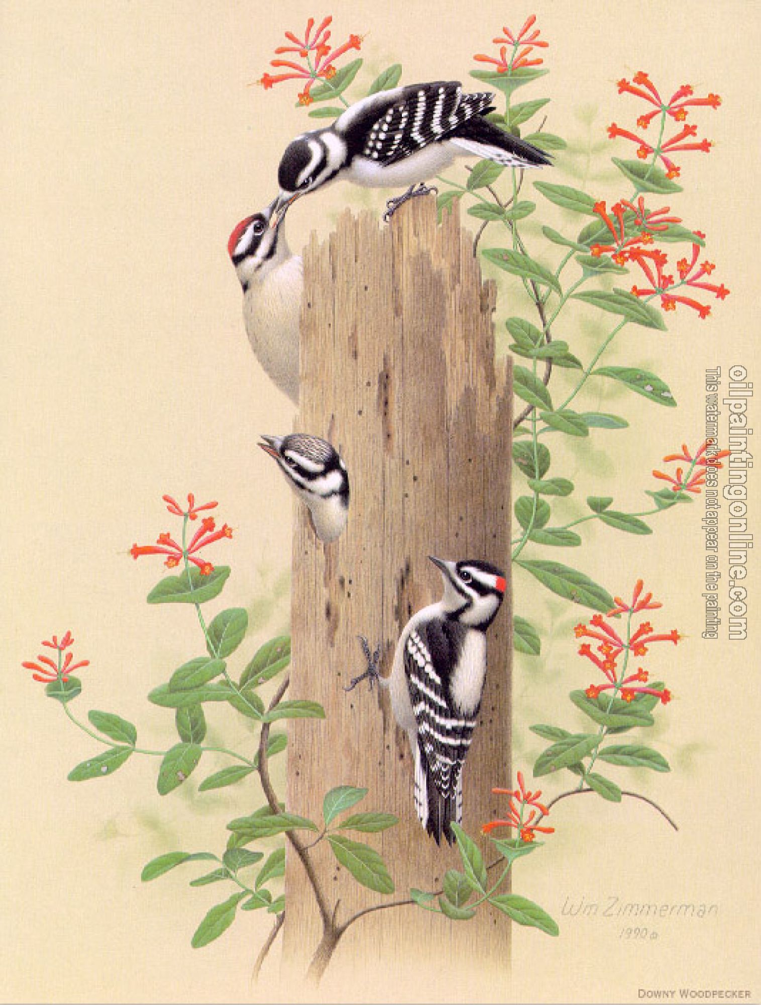 William Zimmerman - Downy Woodpecker